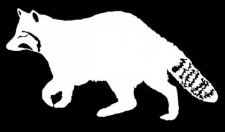 Raccoon Decal