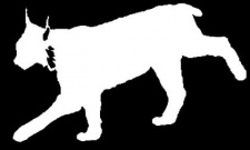 Lynx Decal
