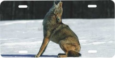 Howling Coyote License Plate
