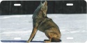 Howling Coyote License Plate