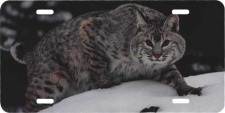 Bobcat License Plate