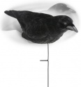Lucky Duck Crow Decoy 3 Pack